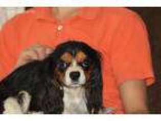 Cavalier King Charles Spaniel Puppy for sale in Worley, ID, USA