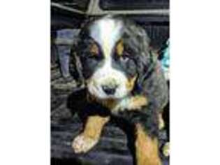 Bernese Mountain Dog Puppy for sale in Bonners Ferry, ID, USA