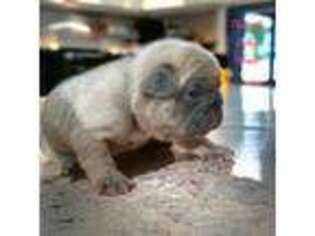 French Bulldog Puppy for sale in New Carlisle, IN, USA