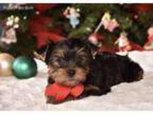 Yorkshire Terrier Puppy for sale in Benton, AR, USA