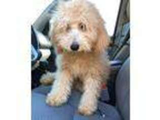 Goldendoodle Puppy for sale in Chattahoochee, FL, USA