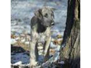 Irish Wolfhound Puppy for sale in Manitou Beach, MI, USA