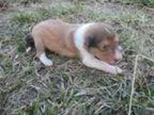 Collie Puppy for sale in Broadway, VA, USA