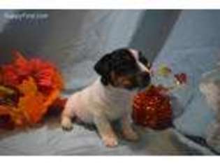 Jack Russell Terrier Puppy for sale in Fairfield, MT, USA
