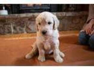 Goldendoodle Puppy for sale in Star Tannery, VA, USA