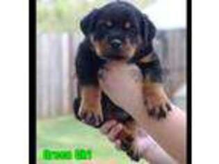 Rottweiler Puppy for sale in Simpsonville, SC, USA