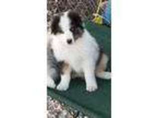 Anatolian Shepherd Puppy for sale in Fulton, MO, USA
