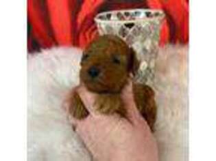 Mutt Puppy for sale in Saint Joseph, MO, USA