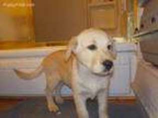 Labrador Retriever Puppy for sale in Elizabeth, CO, USA