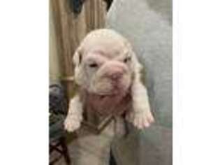 Bulldog Puppy for sale in Jamestown, TN, USA