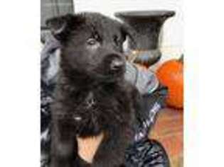 German Shepherd Dog Puppy for sale in Columbus, OH, USA