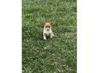 Pembroke Welsh Corgi Puppy for sale in Blacksburg, VA, USA