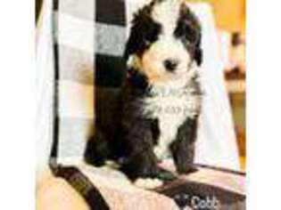 Old English Sheepdog Puppy for sale in Sulphur Springs, TX, USA