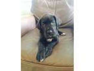 Great Dane Puppy for sale in Riverview, FL, USA
