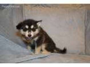 Alaskan Malamute Puppy for sale in Texarkana, TX, USA