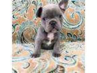 French Bulldog Puppy for sale in Titusville, FL, USA