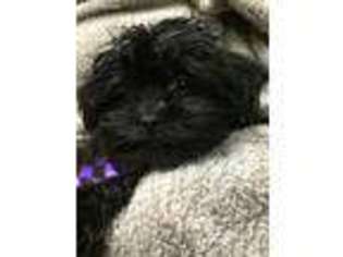 Shorkie Tzu Puppy for sale in Newcomerstown, OH, USA