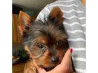 Yorkshire Terrier Puppy for sale in Beverly, MA, USA