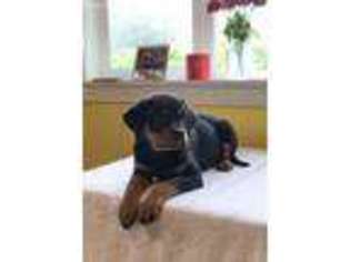 Rottweiler Puppy for sale in Buzzards Bay, MA, USA