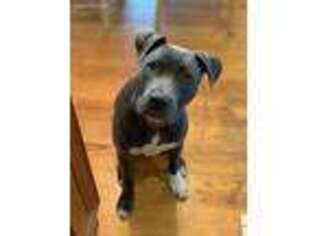 American Staffordshire Terrier Puppy for sale in Chattanooga, TN, USA