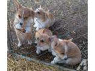 Pembroke Welsh Corgi Puppy for sale in HUNNEWELL, MO, USA