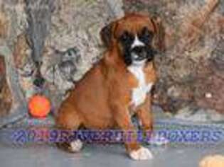Boxer Puppy for sale in Houston, MO, USA