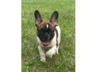 French Bulldog Puppy for sale in Perrysville, OH, USA