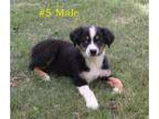 Australian Shepherd Puppy for sale in Ralls, TX, USA