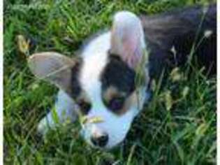 Pembroke Welsh Corgi Puppy for sale in Richards, MO, USA