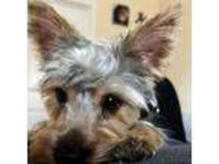 Yorkshire Terrier Puppy for sale in Bettendorf, IA, USA