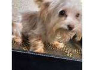 Yorkshire Terrier Puppy for sale in Huddleston, VA, USA