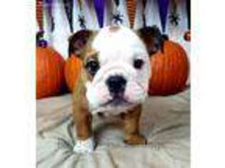 Bulldog Puppy for sale in Clermont, FL, USA