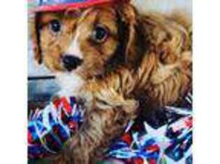 Cavapoo Puppy for sale in Apopka, FL, USA