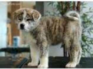 Akita Puppy for sale in Lehi, UT, USA