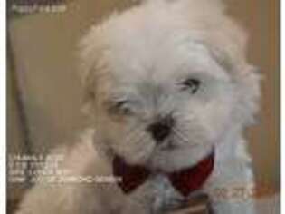 Maltese Puppy for sale in Anniston, AL, USA