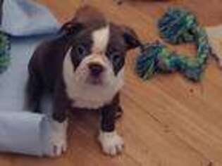 Boston Terrier Puppy for sale in Benson, AZ, USA