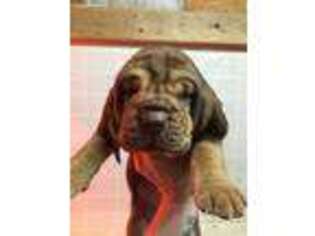 Bloodhound Puppy for sale in Blue Ridge, TX, USA