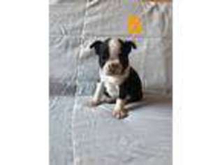 Boston Terrier Puppy for sale in Rialto, CA, USA