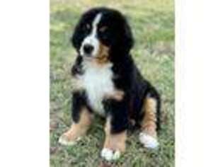 Bernese Mountain Dog Puppy for sale in Mead, OK, USA