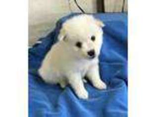 American Eskimo Dog Puppy for sale in Monroe, LA, USA