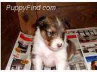 Shetland Sheepdog Puppy for sale in Tonawanda, NY, USA