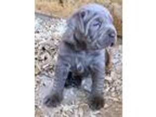 Neapolitan Mastiff Puppy for sale in Jeffersonville, GA, USA