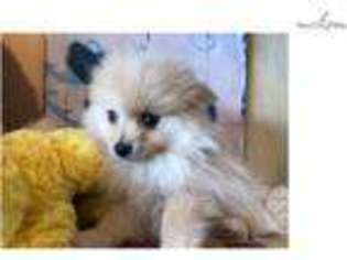 Pomeranian Puppy for sale in West Palm Beach, FL, USA