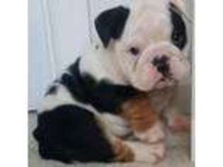 Bulldog Puppy for sale in Cincinnati, OH, USA