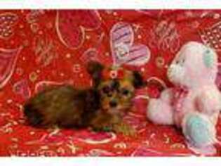 Yorkshire Terrier Puppy for sale in Okmulgee, OK, USA