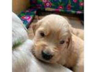 Golden Retriever Puppy for sale in Millbrook, NY, USA