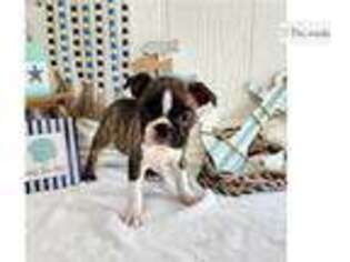 Boston Terrier Puppy for sale in Fort Smith, AR, USA