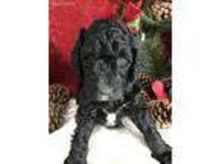 Labradoodle Puppy for sale in Canton, IL, USA