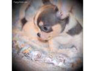 Chihuahua Puppy for sale in Chantilly, VA, USA