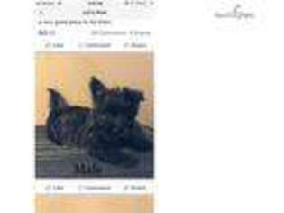 Cairn Terrier Puppy for sale in Fort Wayne, IN, USA